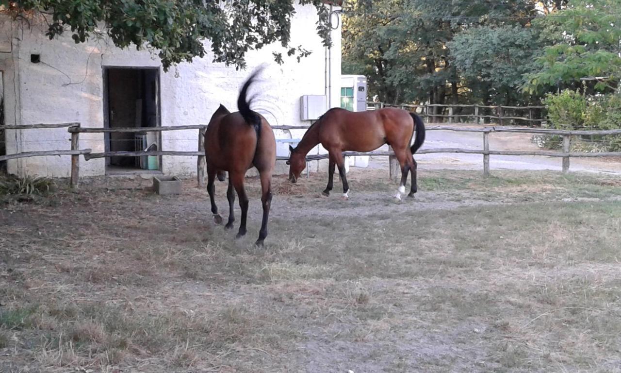 Ferme Equestre Des Abrons Villa Pailloles Exterior foto